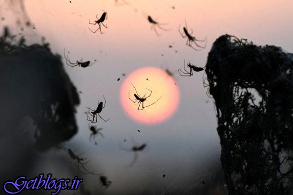 تصویرهای ، جنگل عنکبوتی در یونان